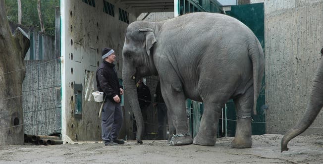 Bereit für das neue Zuhase: Seit Monaten üben die Elefanten den Gang in die Umzugs-Container.