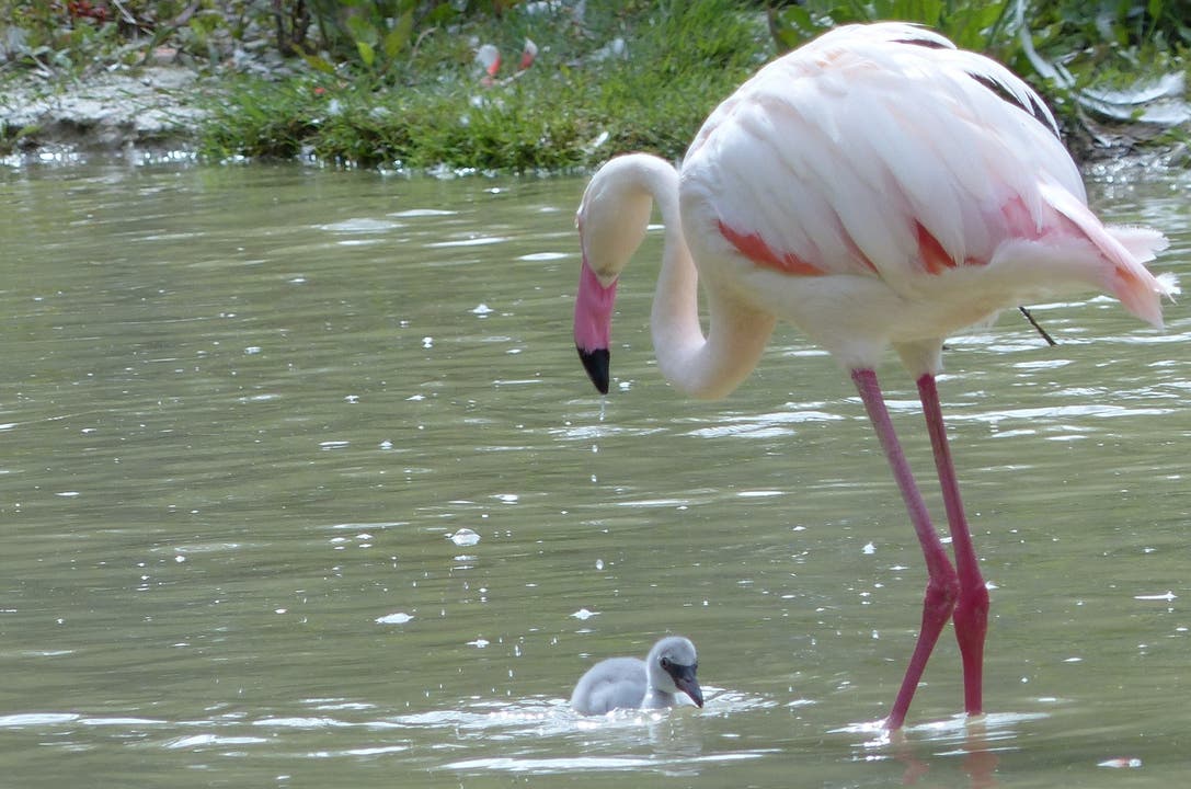 Flamingo-Nachwuchs im Hotel Florida in Studen