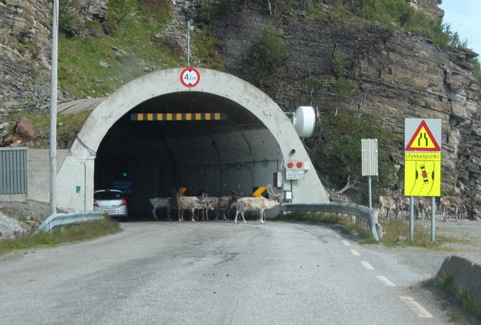 Rentiere in einem Tunnel in der Nähe des Nordkaps