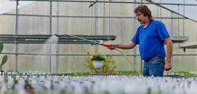 Peter Willmann arbeitete im Landwirtschaftsbetrieb. Jetzt hilft er in der Gärtnerei, wo er im Gewächshaus Setzlinge bewässert.Emanuel Freudiger