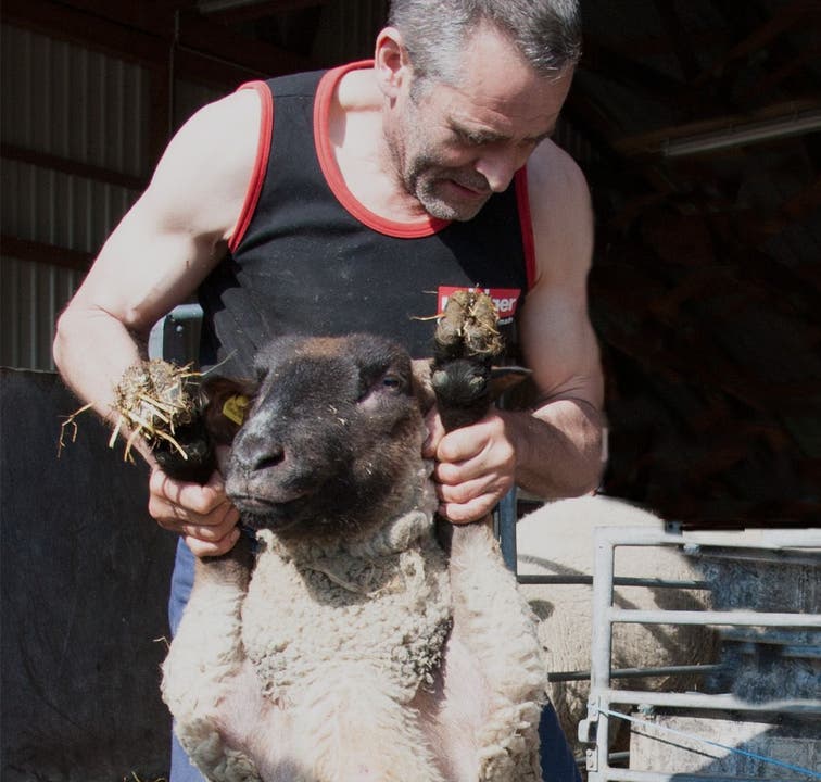 Das Schaf lässt das Scheren geduldig über sich ergehen.
