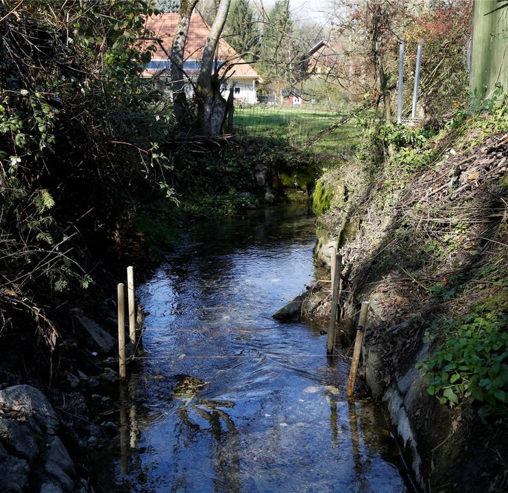 Auch der Biberbau am Brunnbach in Horriwil wurde von Unbekannten weggeräumt.
