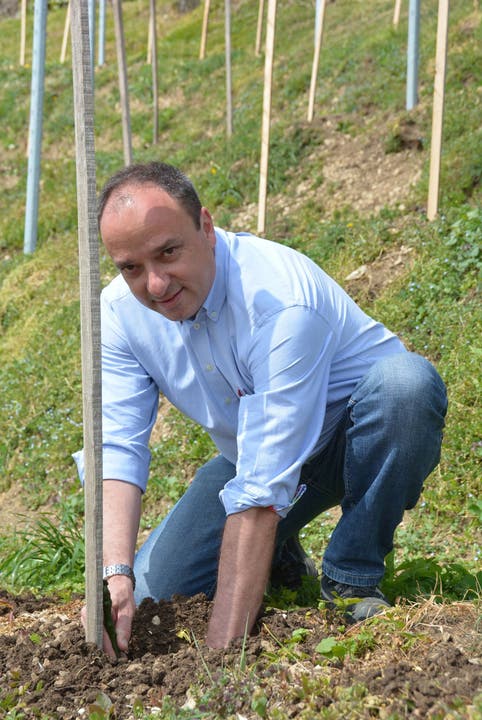 Gemeindeammann Markus Dieth im Einsatz als Rebenpflanzer