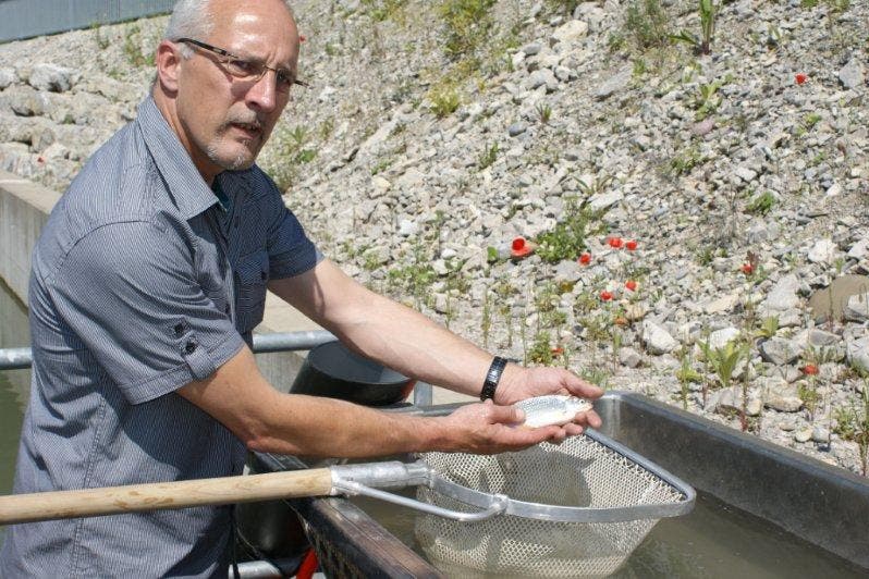 Fischereiexperte Michael Strittmatter zeigt ein Rotauge