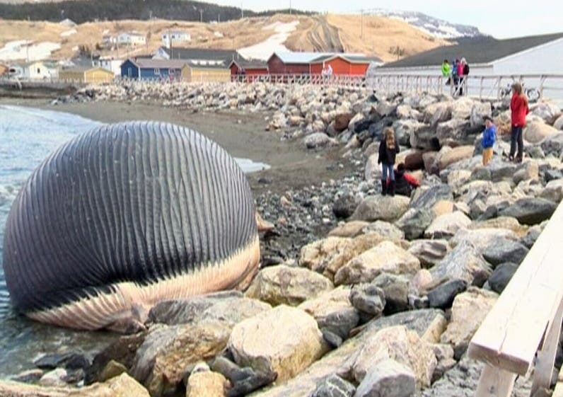 Der gestrandete Blauwal ist mittlerweile zur Touristenattraktion geworden.