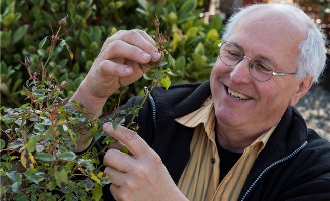 Walter Germann pflückt die alten, von Pilzen befallenen Blätter von einem Rosenbäumchen, so schützt er die frischen Blätter. Alex Spichale