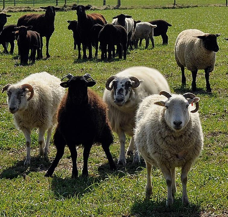 Die ungeschorenen Schafe warten auf der Weide auf ihren «Coiffeur-Termin».