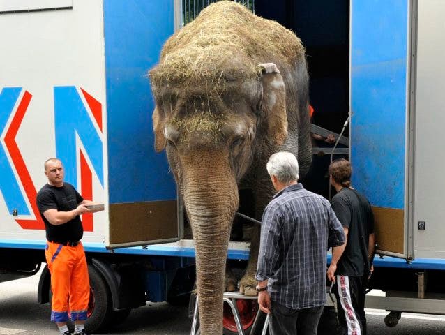 Franco Knie lädt einen Elefanten aus einem Transporter (Archiv)