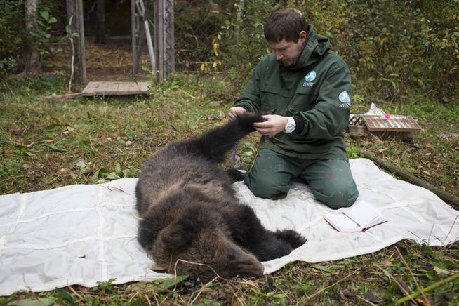 Bärenhandel: Die Bärengalle gilt als Heilmittel, doch nun sind Tatzen, Ohren und Fleisch des Bären gefragt in Asien