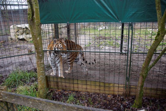 Raubtierpark Subingen Rene Strickler Kampft Wie Ein Lowe Fur Seinen Raubtierpark