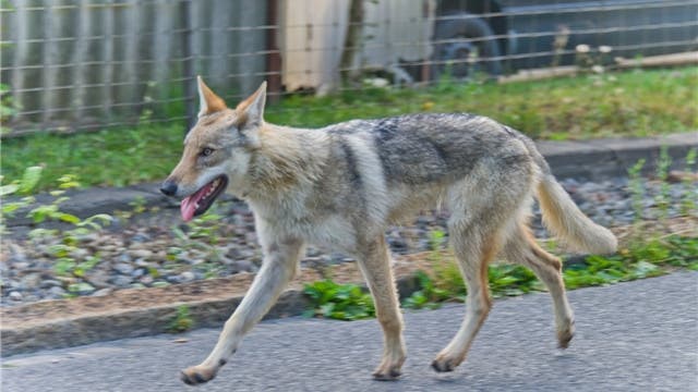 Der Tschechische Wolfshund heute morgen um 7 Uhr auf der Tramstrasse.