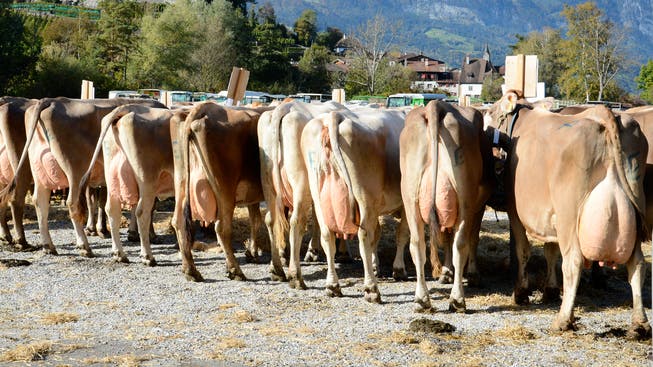 Die Auflagen zum Schutz vor Infektionen mit Covid-19 machen es unmöglich die Viehschau in Nesslau so umzusetzen, dass es ein geselliger Anlass ist.
