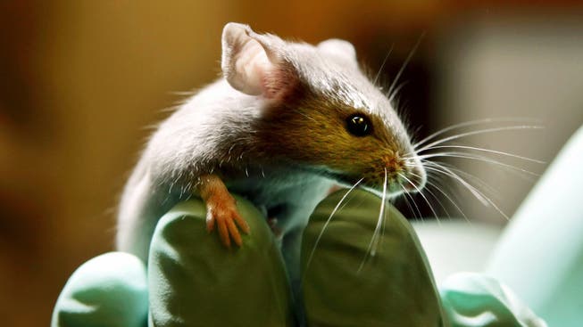 Eine Maus in einem Labor für Tierversuche in Bar Harbor, USA