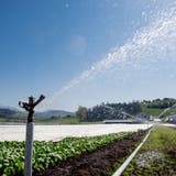 Das Gemüse der Gebrüder Blaser in Ruswil muss wegen Trockenheit bewässert werden. (Nadia Schärli (15. April 2020))