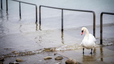 Die Erbschleicherin hält alle Löcher hin Die Erbschleicherin hält alle Löcher hin