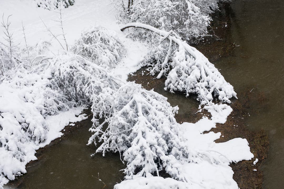 Am Rande der Aare in Brugg wurden die etwas schmächtigeren Bäume vom Schnee niedergedrückt