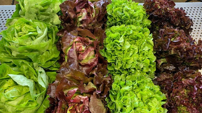 Wegen Corona für 1 Franken zu verkaufen: Die schönen frischen Salate von Friedli-Gemüse.