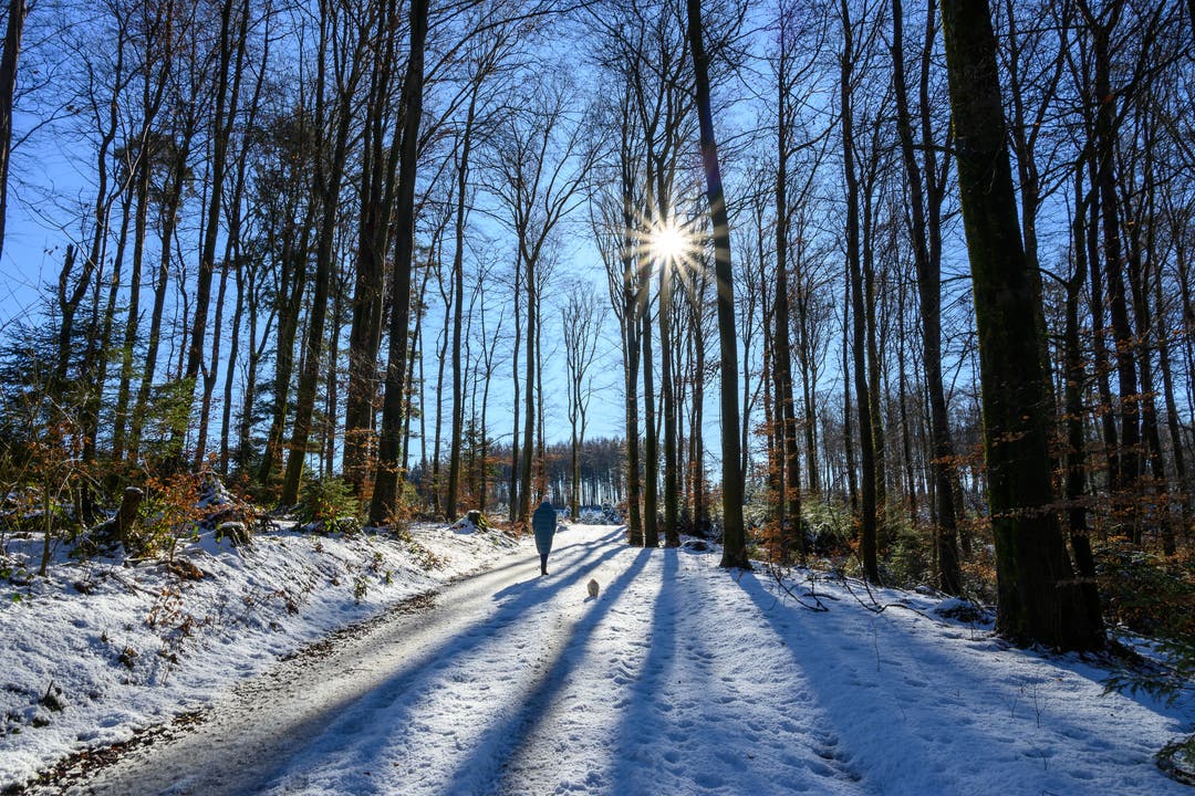  Spaziergang im Winterwald Stelli b. Kestenholz am 24.01.2021 (Foto von Stefan Walther)