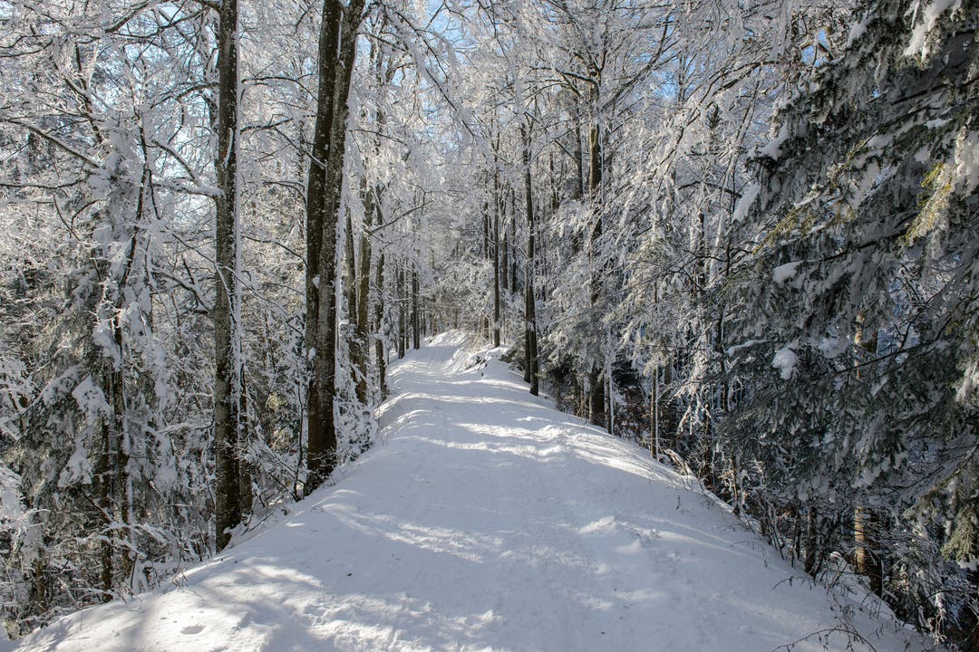 undefined Entspannter Winterweg auf dem Schelten (10.01.2021 / 13.30 Uhr)