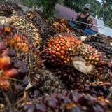 Aus diesen Früchten der Ölpalme wird das umstrittene Palmöl gewonnen. (Zikri Maulana/Getty (Geredong Pasee, 29. Februar 2020))