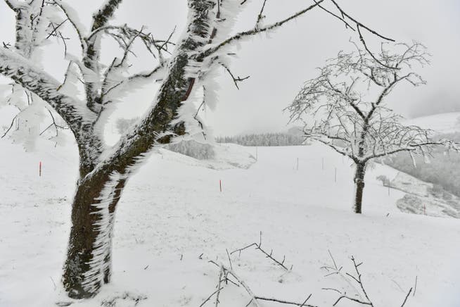 Schnee Anfang Dezember: Winterzauber im Unter Erlimoos ob Trimbach.