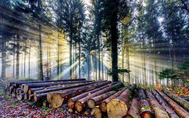 Schweizer Holz liegt ungenutzt in den Wäldern und verfault – dabei könnte es die Klimabilanz deutlich verbessern