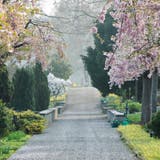 Ein von Kirschblüten gesäumter Weg auf dem Friedhof Oberkirch. (Bild: Donato Caspari (03.04.2017))