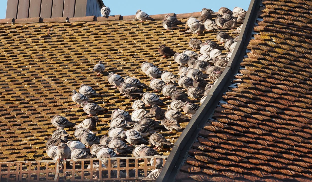 Auch die Tauben auf dem Dach frieren.
