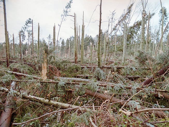 Umgeknickte Bäume, die der orkanartige Sturm Lothar im Jahr 1999 hinterlassen hat: Werden die Bäume nicht weggeräumt, entwickelt sich eine vielfältige Gemeinschaft an Pflanzen und Tieren.