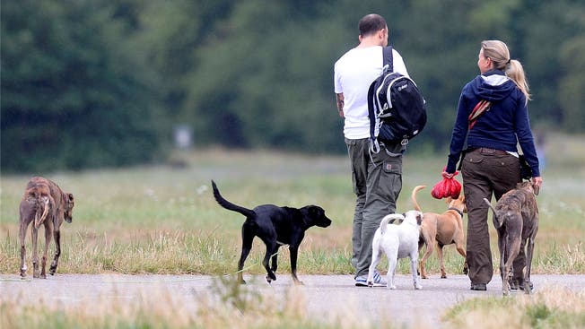 Hunde sind für viele Solothurnerinnen und Solothurner ein wichtiger Teil ihres Lebens.