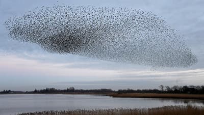 Stare fliegen häufig zu Tausenden in einem grossen Schwarm. (Keystone (Aventoft/Højer, Schleswig-Holstein, 28. März 2019)