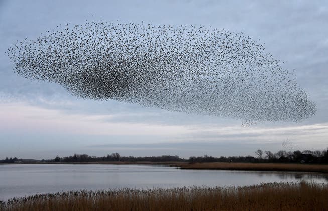 Stare fliegen häufig zu Tausenden in einem grossen Schwarm.