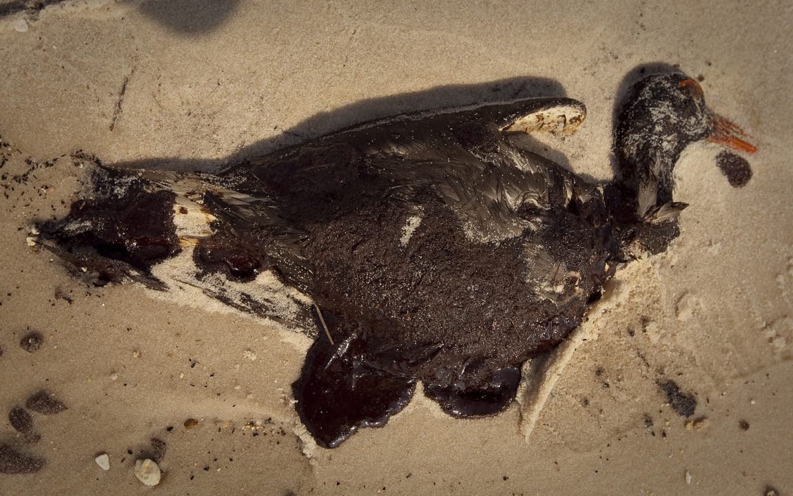 Bilder von in Ölschwaden getöteten Vögeln gingen im Sommer 2010 um die Welt.