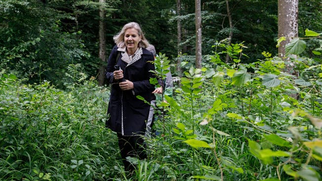 Eine Grüne im Grünen: Brigit Wyss auf offizieller Naturexkursion zum Thema «Biodiversität im Wald».