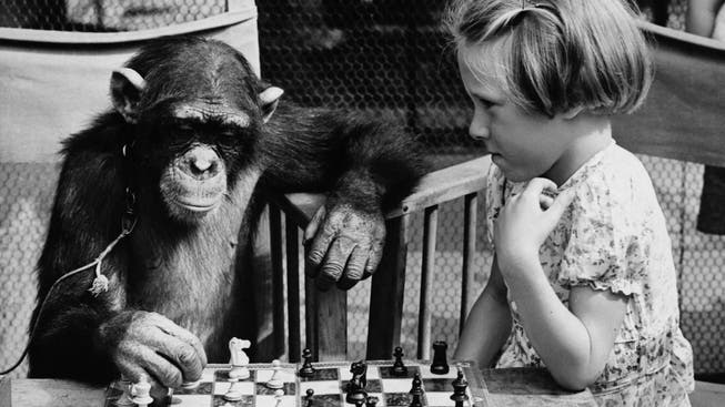 Einer der vielen vermenschlichten Schimpansen: Fifi aus dem Londoner Zoo, welcher mit der sechsjährigen Susan Duncombe an einer Tea-Party im Jahr 1955 Schach spielt.