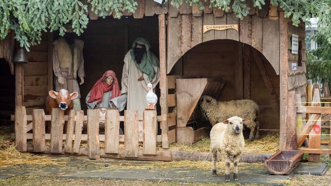 Diese beiden Schafe aus Bellikon sind zurzeit in der Neuenhofer Krippe zu Hause.