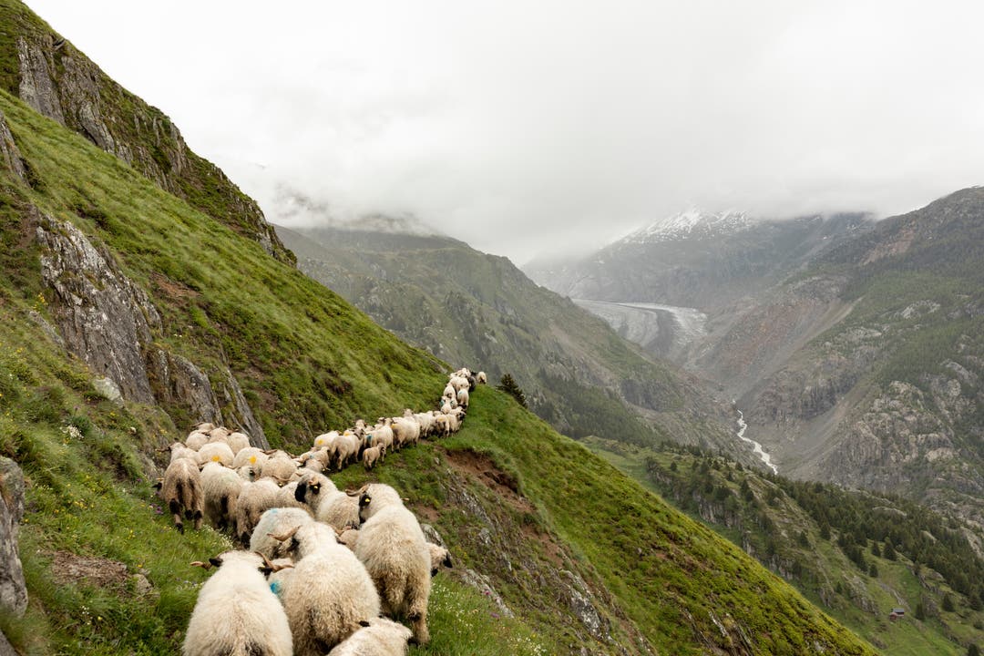 Schafe beim Alpaufzug von der Belalp ins Innner Aletschij, am 19. Juni 2020. Die 900 Schafe, der grösste Teil davon Schwarznasenschafe, verbringen den Sommer von Mitte Juni bis Ende August im Inner Aletschij oberhalb des Grossen Aletschgletschers.