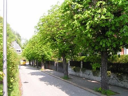 Sollen Baumalleen entlang der Kantonsstrasse gefördert werden? (Symbolbild)