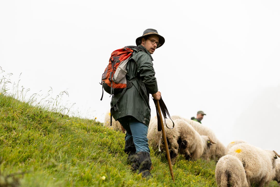 André Summermatter führt die Schafe von der Belalp ins Innner Aletschij.