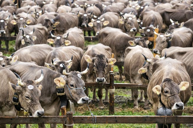 Sind es zu viele? Die Kühe sind schön anzusehen, wie hier an der Viehausstellung in Schwyz. Aber sie stossen klimaschädliches Methan aus. Bild: Keystone (23. September 2019,