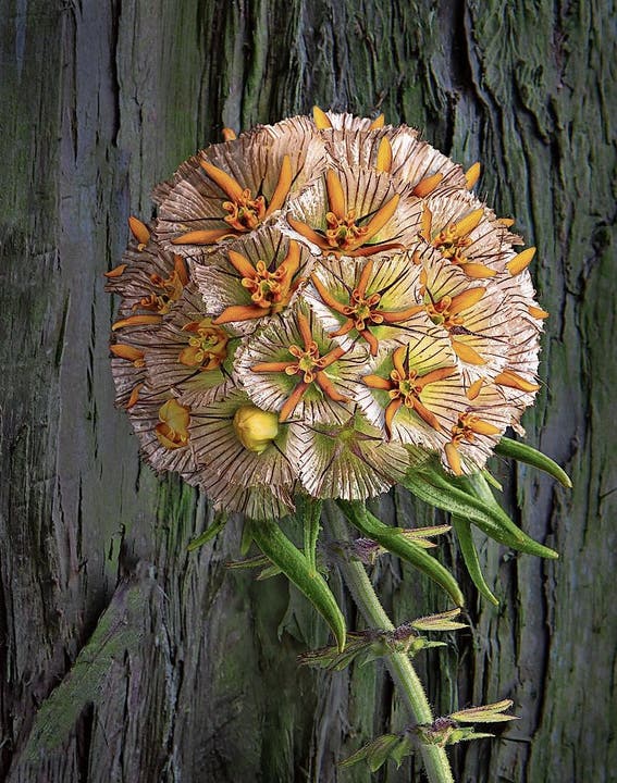 Die Collage «Beige-orange Kugel-Zauberblume» besteht aus Teilen von vier echten Pflanzen.