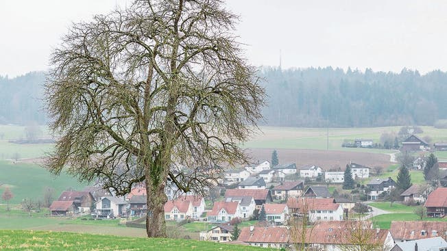In Freienwil entscheidet die Bevölkerung, ob es mit der Planung eines Pferdezentrums weitergeht.