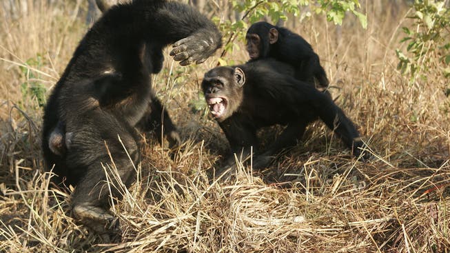 Schimpansen sind uns nahe verwandt, aber kämpfen viel lieber und sind aggressiver als wir. (Bild: imago images
