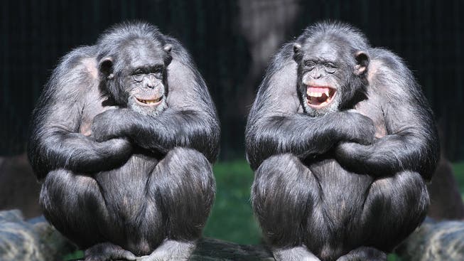 Pascal Hollenstein: «Mit einem Ja zur Affen-Initiative würde die klare rechtliche Trennung zwischen Menschen und Tieren zum ersten Mal in der Geschichte unseres Landes in Frage gestellt.» (Archivbild)