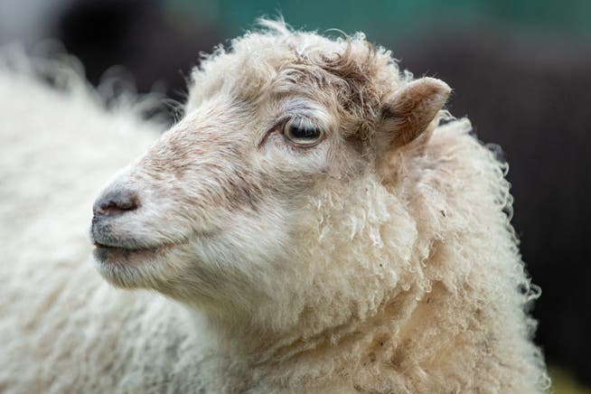 Das Schaf muss am Freitag zwischen 11.45 und 15 Uhr bei der Sammelstelle deponiert worden sein. (Archivbild)