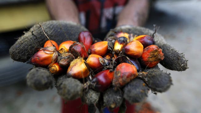 Mit einem Freihandelsabkommen mit Indonesien würde der Import von Palmöl in die Schweizer erleichtert. (Symbolbild)