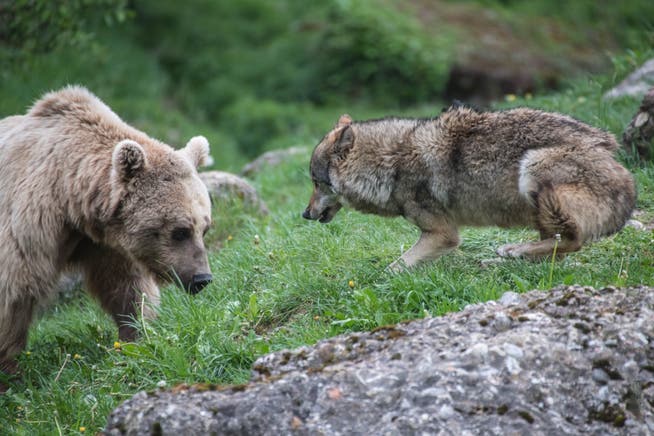 Seit 2009 leben sie in einem gemeinsamen Gehege: Bär und Wolf im Tierpark Goldau.