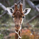 Hoher Blutdruck und «Kompressionsstrümpfe»: Giraffen begeistern Zoobesucher