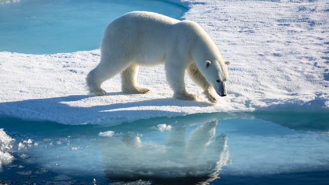 Ein Eisbär auf arktischem Meereis. Die meisten von ihnen halte sich das ganze Jahr über an den Küsten oder auf dem Meereis auf, um dort Robben zu jagen.