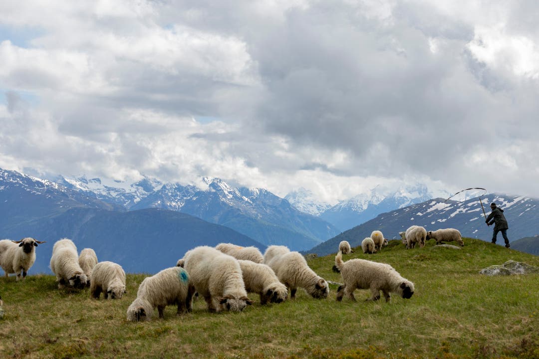 Die 900 Schafe, der grösste Teil davon Schwarznasenschafe, verbringen den Sommer von Mitte Juni bis Ende August im Inner Aletschij oberhalb des Grossen Aletschgletschers.